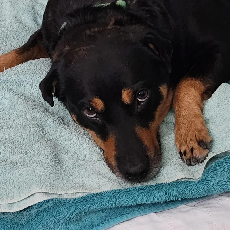 An adult medium-sized female Rottweiler dog named Lovey for adoption in San Diego, CA