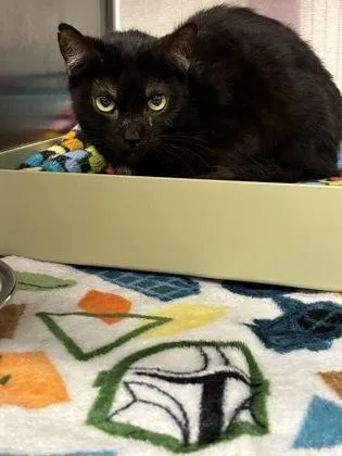 An adult medium-sized male Domestic Short Hair cat named Morris for adoption in Lafayette, IN