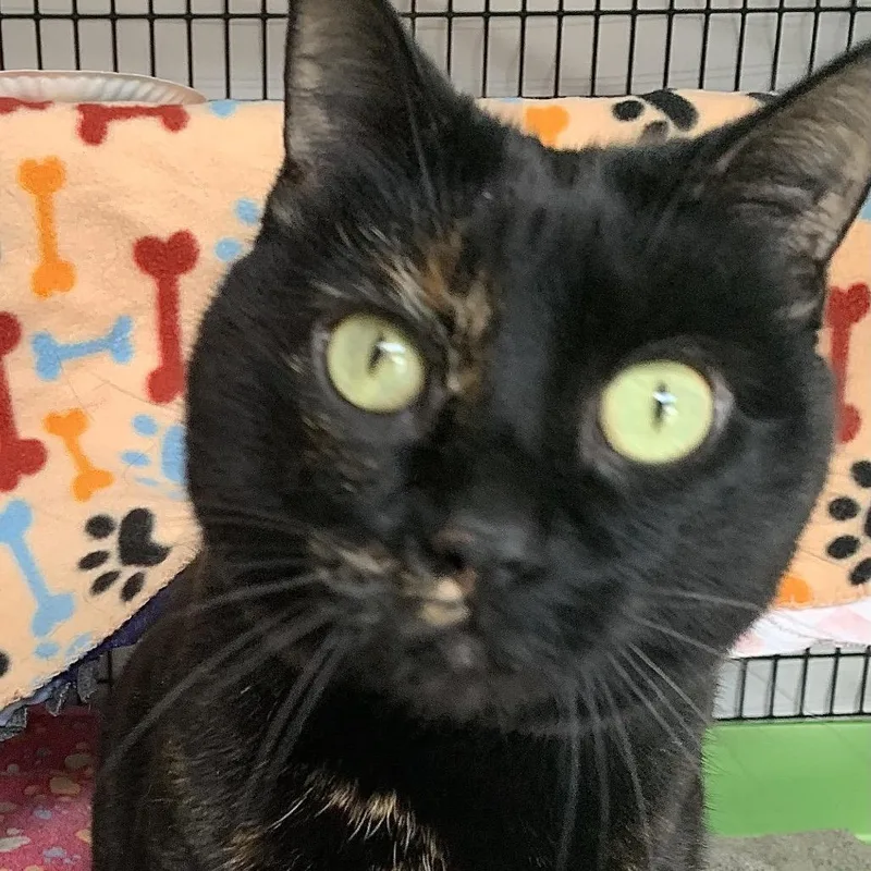A senior extra large-sized female Black Domestic Short Hair cat named Black Bean for adoption in Chicago, IL