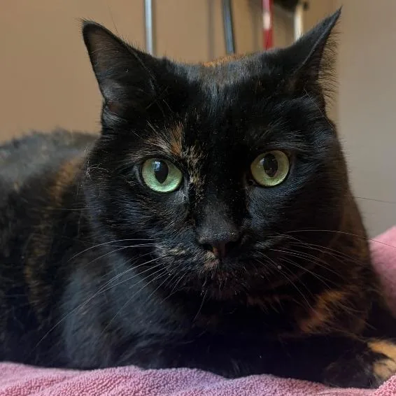 Black Bean thumbnail 2