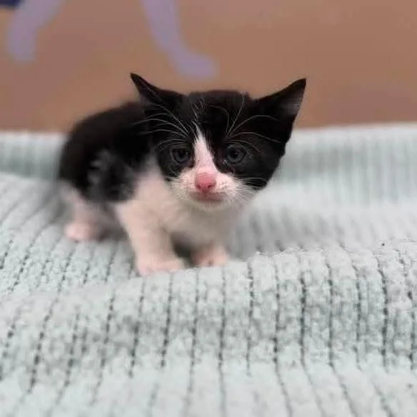 A baby small-sized male Black Domestic Short Hair cat named Tux In Parsonsburg  for adoption in Alexandria, VA