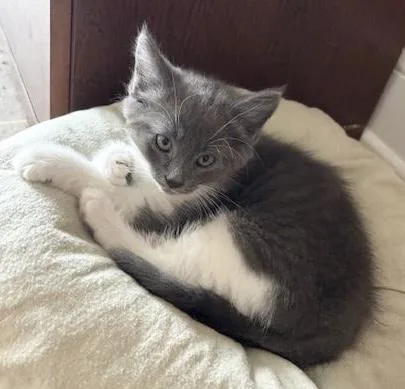 A baby medium-sized male Gray & White Domestic Short Hair cat named Half Pipe for adoption in Breinigsville, PA