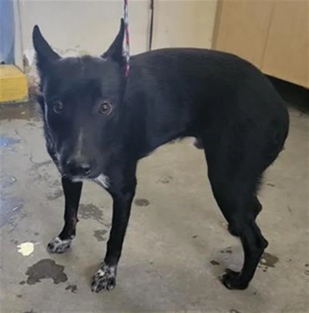 A young large-sized male Australian Cattle Dog / Blue Heeler dog named Benito for adoption in Camarillo, CA