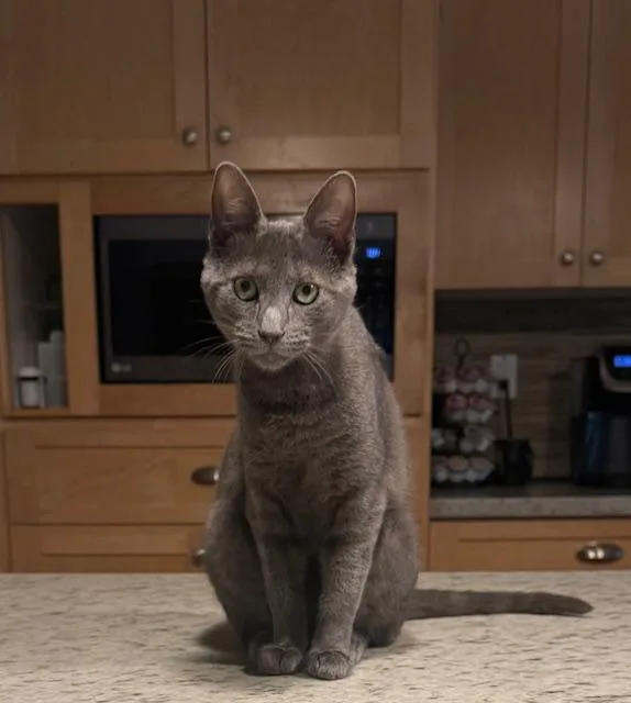 An adult medium-sized female Gray / Blue / Silver Domestic Short Hair cat named Tintin for adoption in Camarillo, CA
