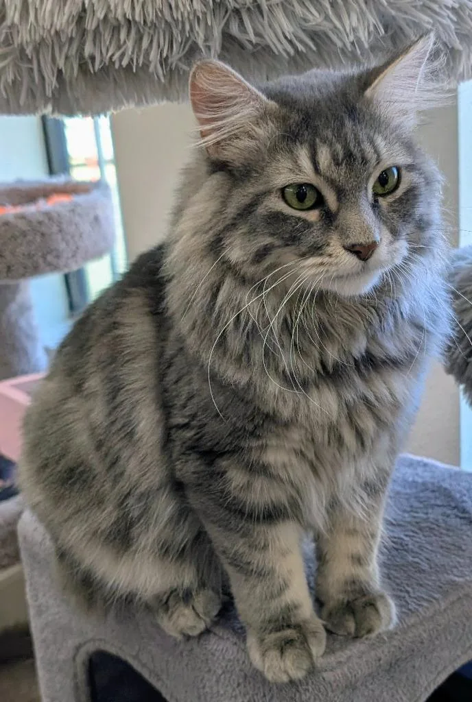 A young medium-sized male Domestic Long Hair cat named BingBong for adoption in Peoria, AZ