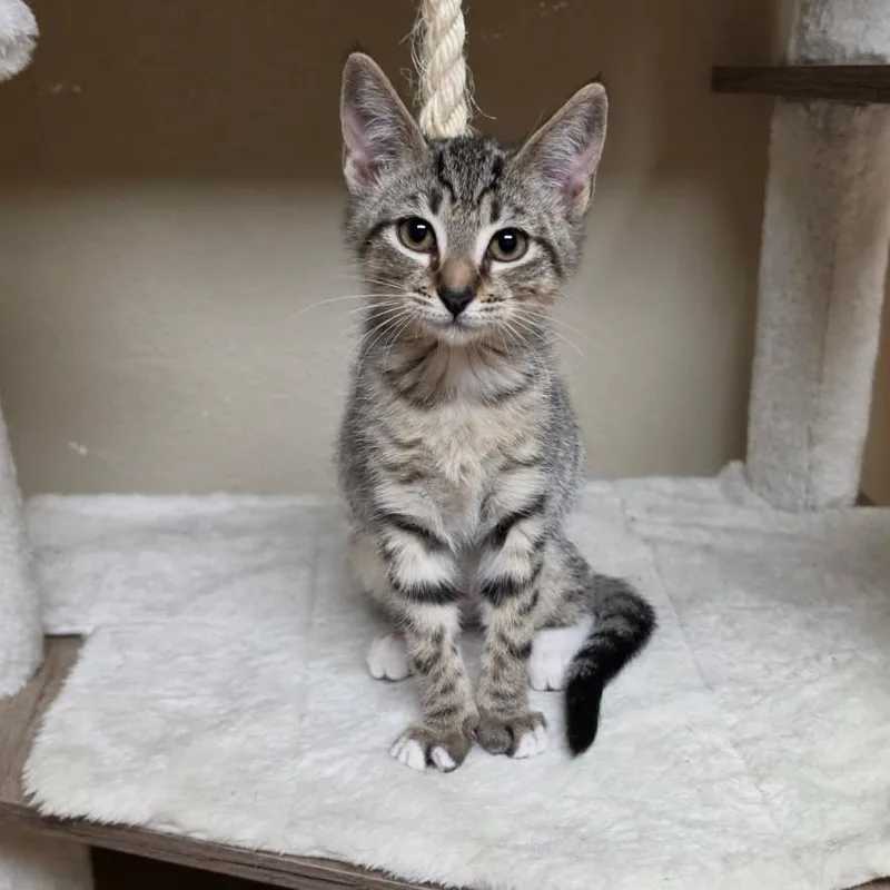 A baby small-sized male Gray / Blue / Silver Domestic Short Hair cat named Phionna for adoption in Houston, TX