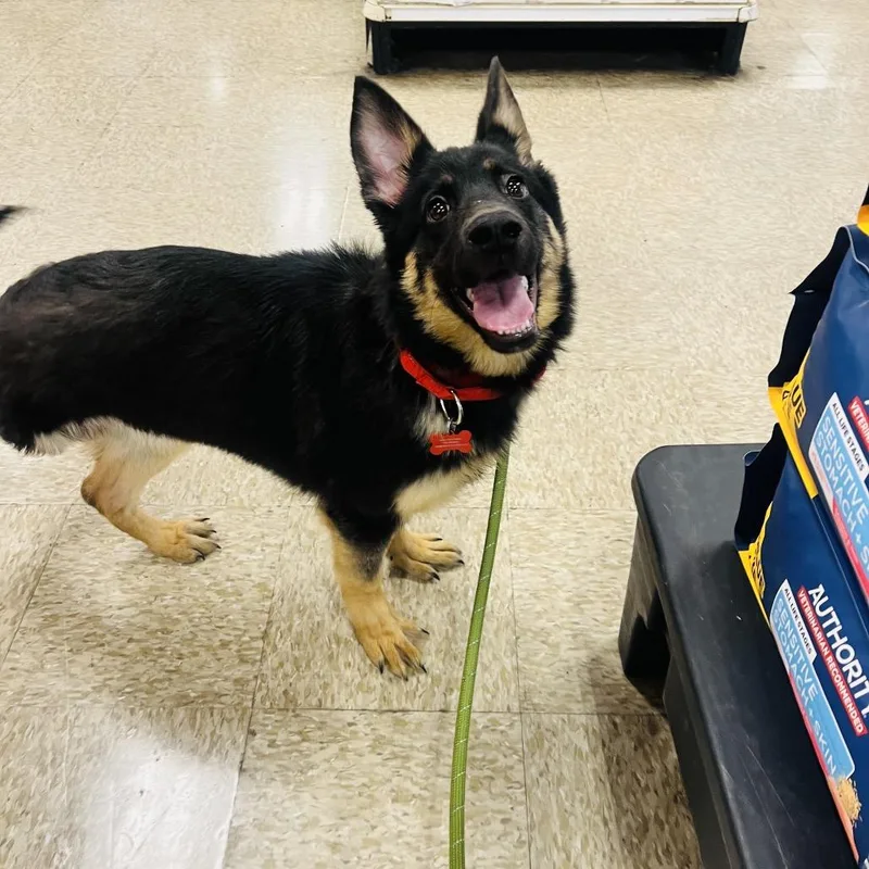 A baby medium-sized female German Shepherd Dog dog named Gia for adoption in Las Vegas, NV