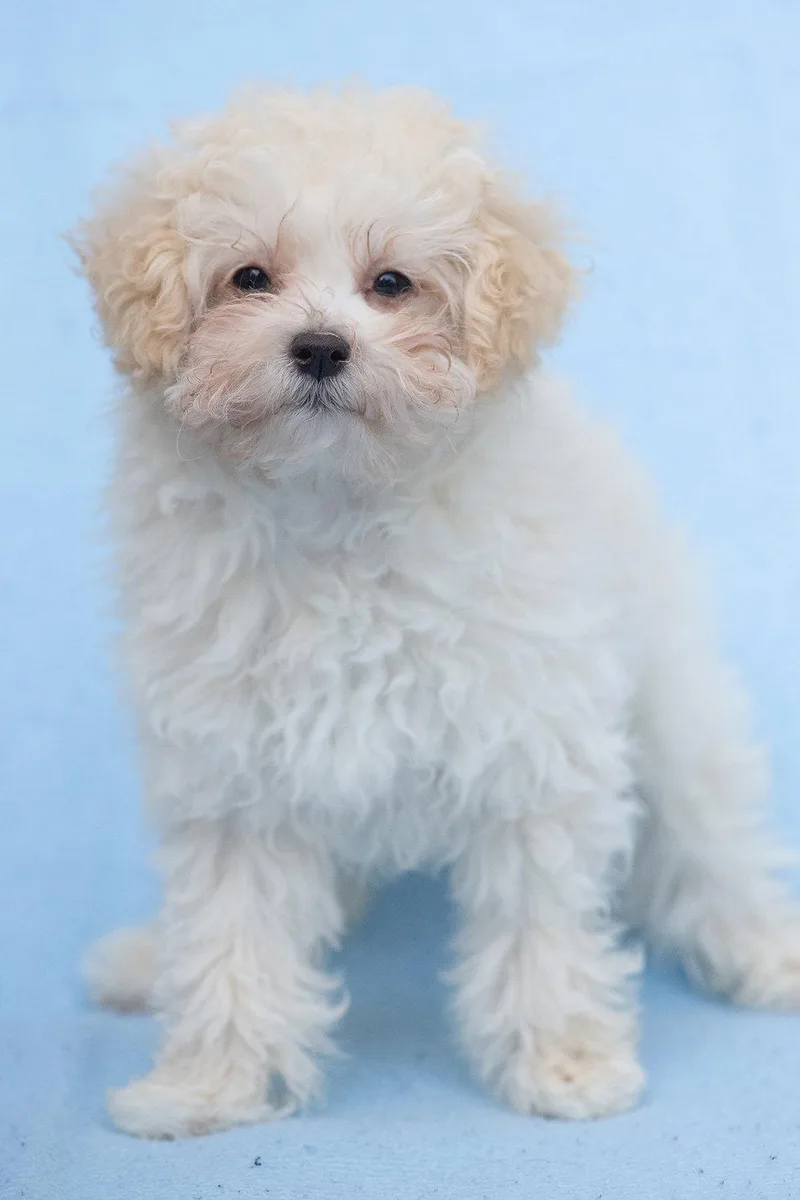 A baby small-sized male Maltese dog named Rosebud: Tiny Bud for adoption in Palo Alto, CA