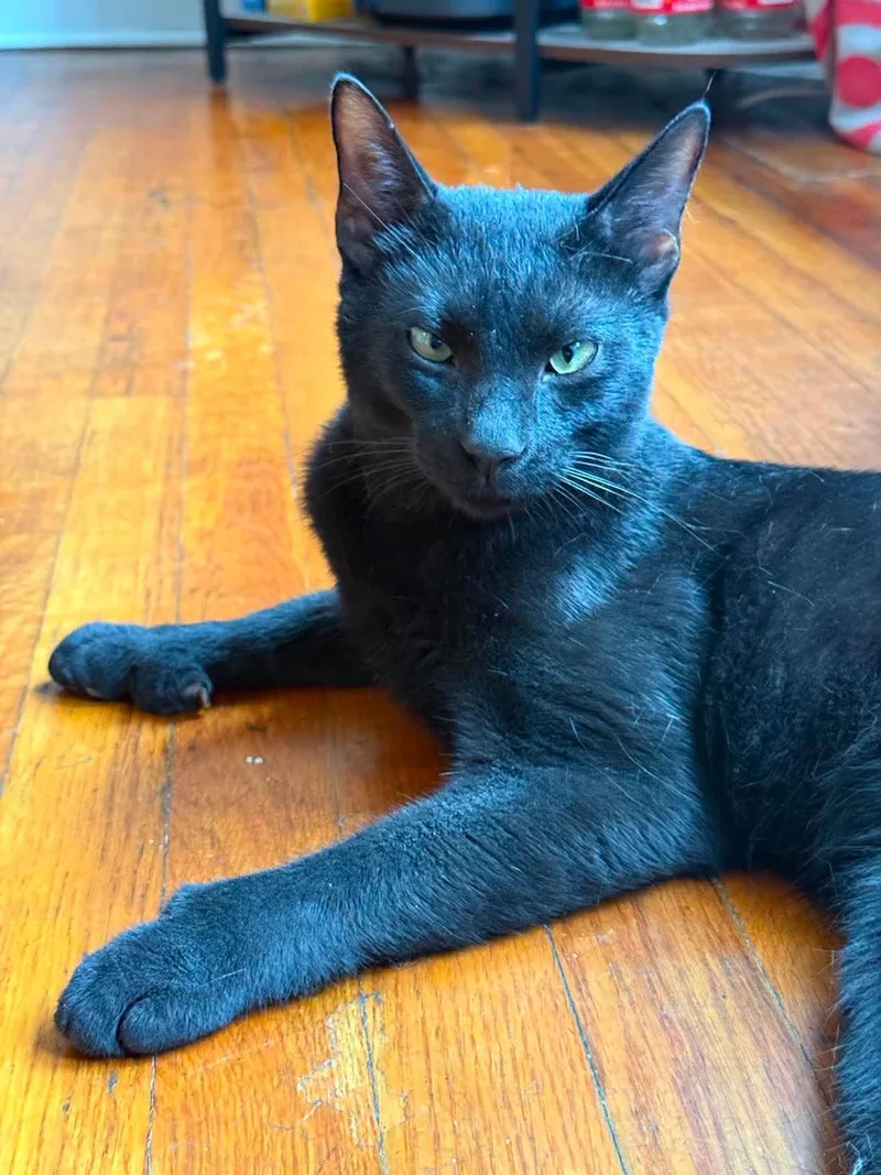 A young medium-sized male Black Domestic Short Hair cat named Professor for adoption in Roslindale, MA