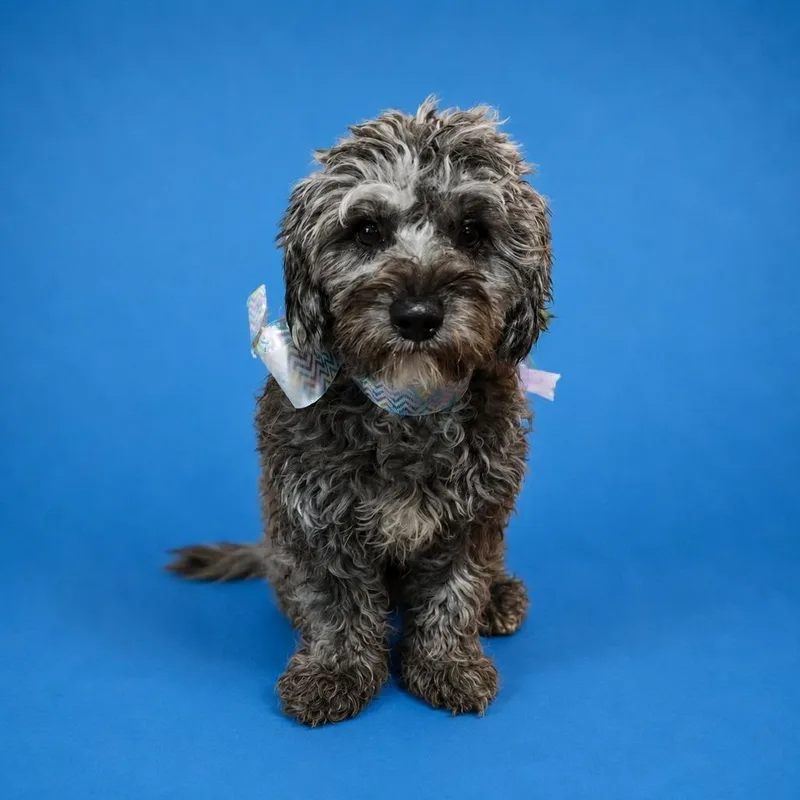 A young small-sized female Gray / Blue / Silver Poodle dog named Sophie for adoption in San Diego, CA