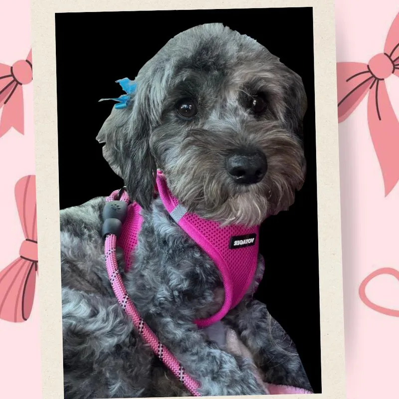 Sophie thumbnail 5
