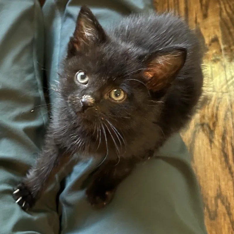 A young medium-sized male Black Domestic Short Hair cat named Bear Claw for adoption in Evanston, IL