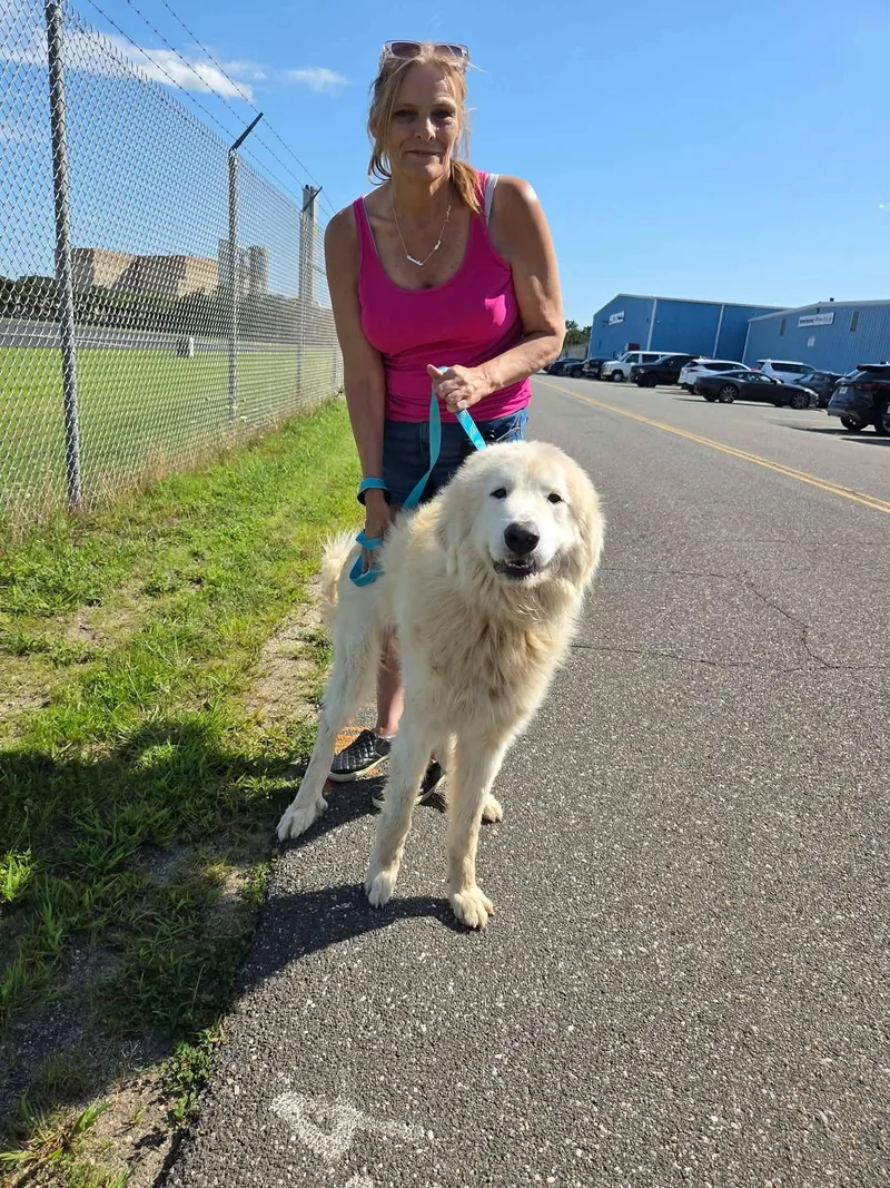 An adult large-sized male Great Pyrenees dog named Luke for adoption in Holbrook, NY