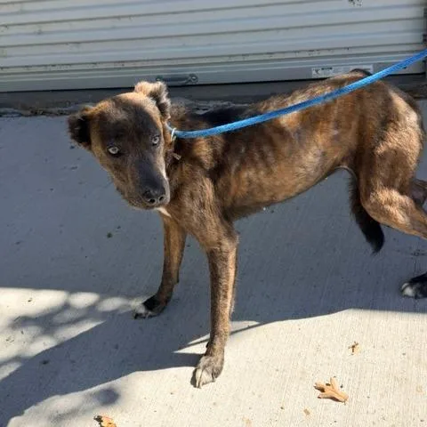 An adult medium-sized female Brindle Shepherd dog named Bessie for adoption in Denison, TX