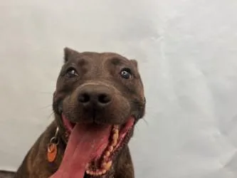 An adult large-sized female Mountain Cur dog named Bella for adoption in Coon Rapids, MN
