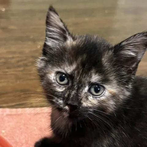 A baby small-sized female Brown / Chocolate Domestic Short Hair cat named Emmylou for adoption in Aldie, VA