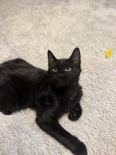 A baby medium-sized male Domestic Medium Hair cat named Felix for adoption in Liverpool, TX