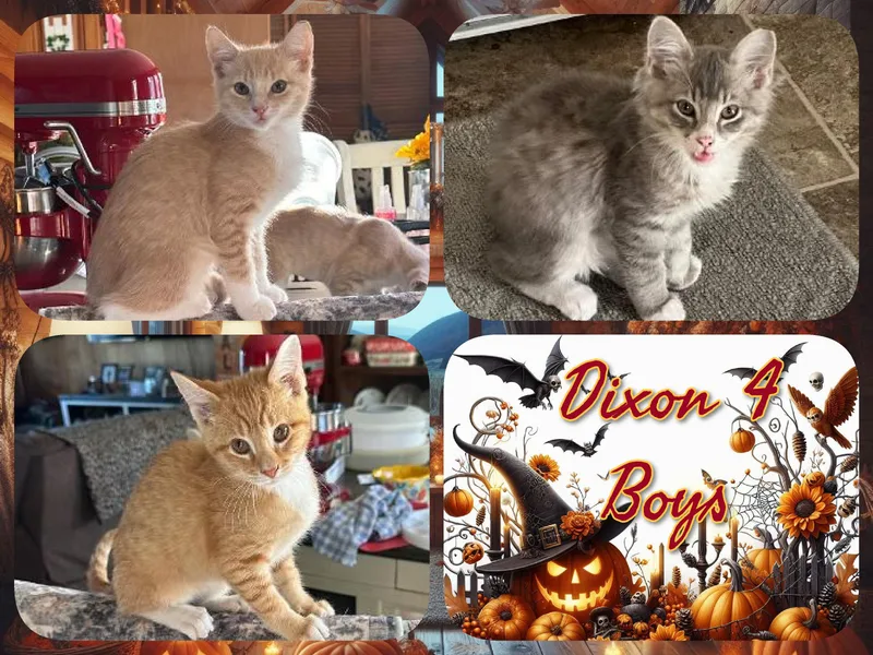 A baby medium-sized male Domestic Short Hair cat named Dixon Boys for adoption in Corinth, NY