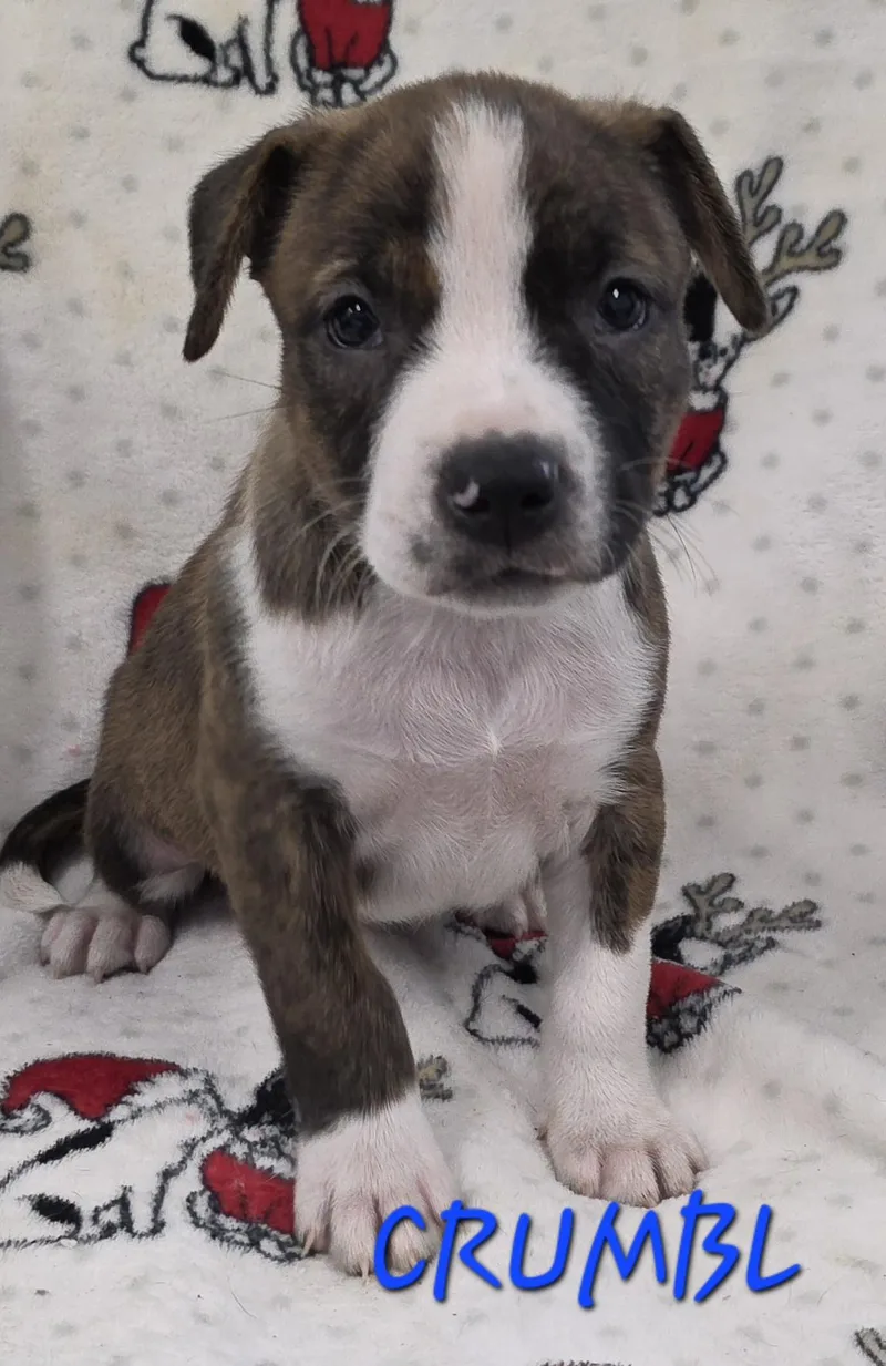 A baby medium-sized female Tricolor (Brown, Black, & White) Cattle Dog dog named Crumbl for adoption in Momence, IL