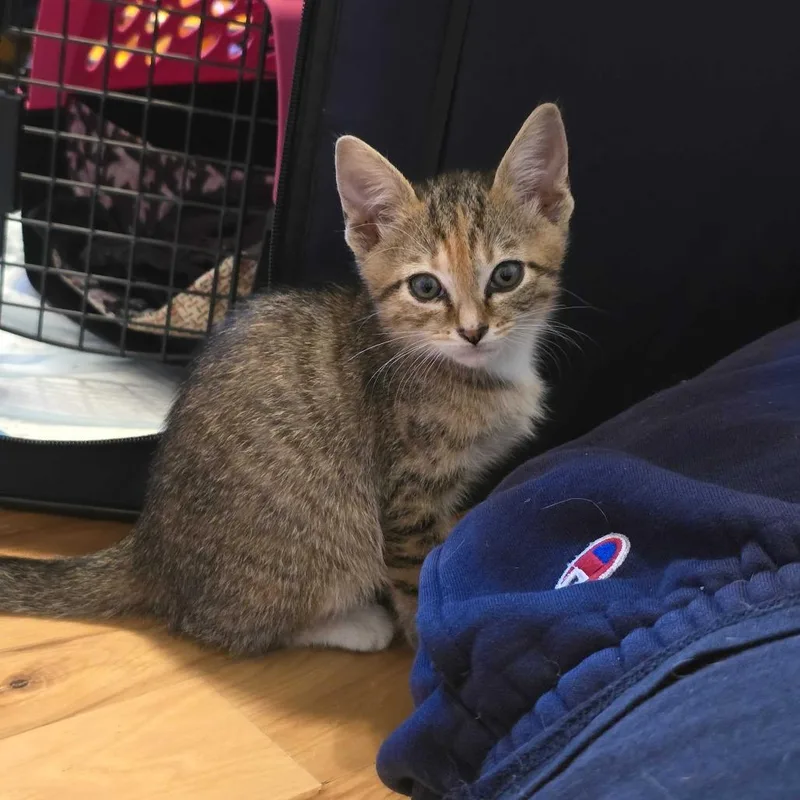 A baby small-sized female Brown / Chocolate Domestic Short Hair cat named Bo Katan for adoption in Asheville, NC