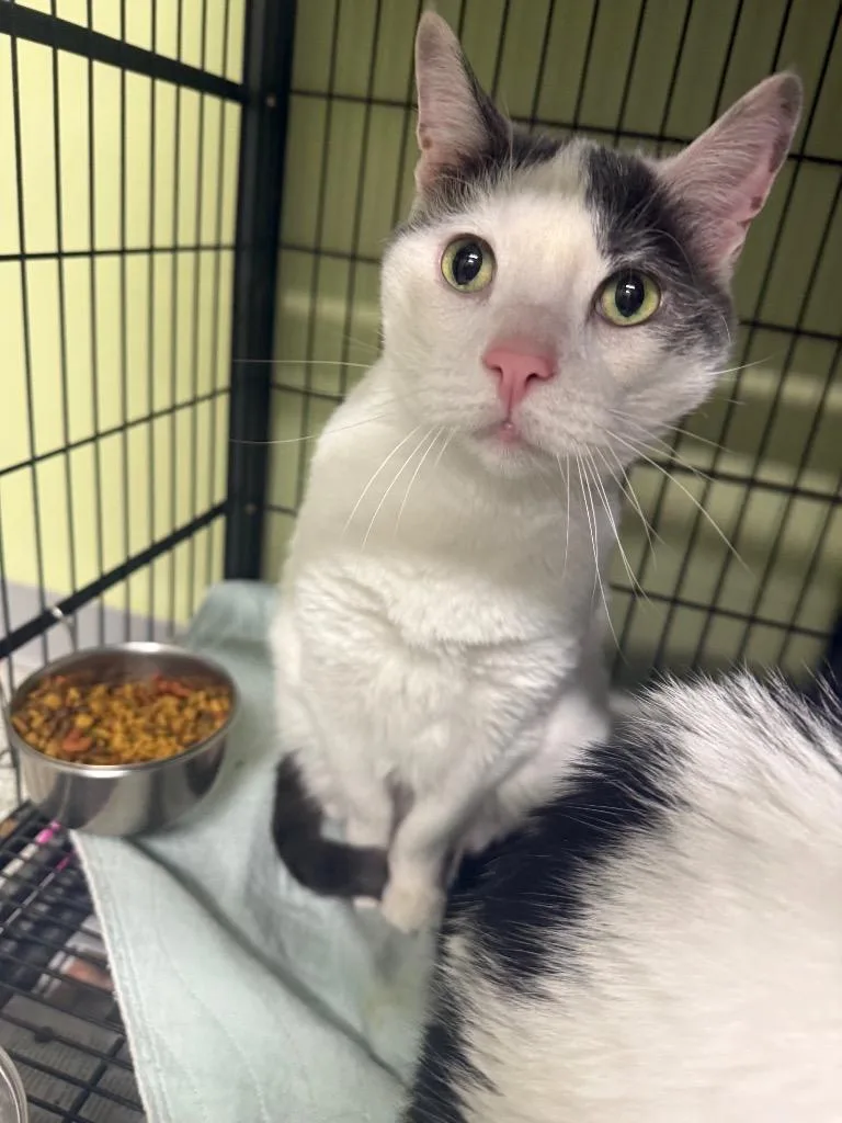 An adult large-sized male Domestic Short Hair cat named M'lord for adoption in Auburn, IN
