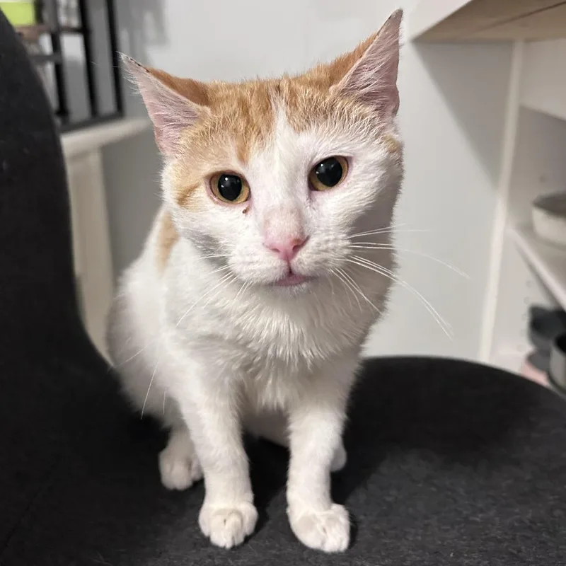 A young small-sized male Orange / Red Domestic Short Hair cat named Blimp for adoption in Philadelphia, PA