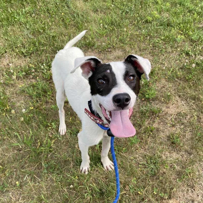 A young medium-sized male Black Terrier dog named Dug for adoption in Allegan, MI