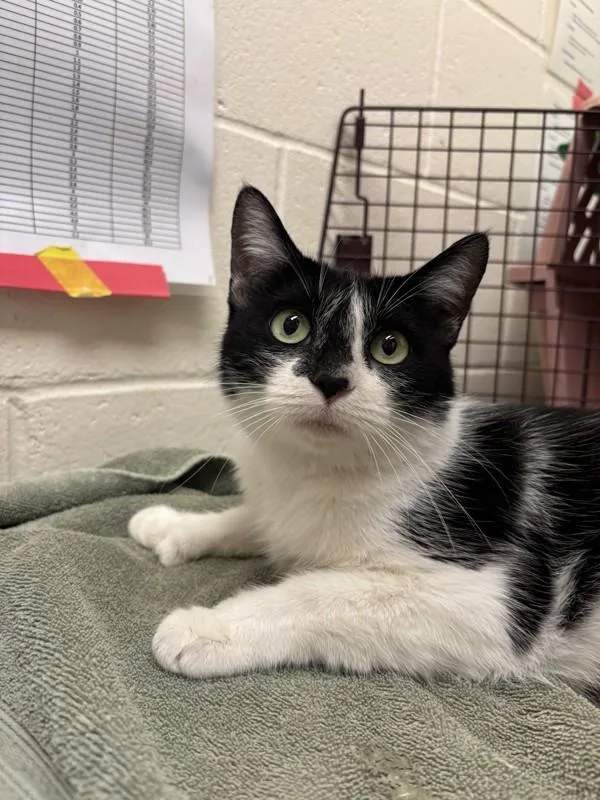 An adult small-sized female Domestic Short Hair cat named Toof Fairy for adoption in Santa Rosa, CA