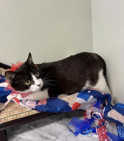 A young medium-sized female Domestic Short Hair cat named Cc for adoption in Picayune, MS