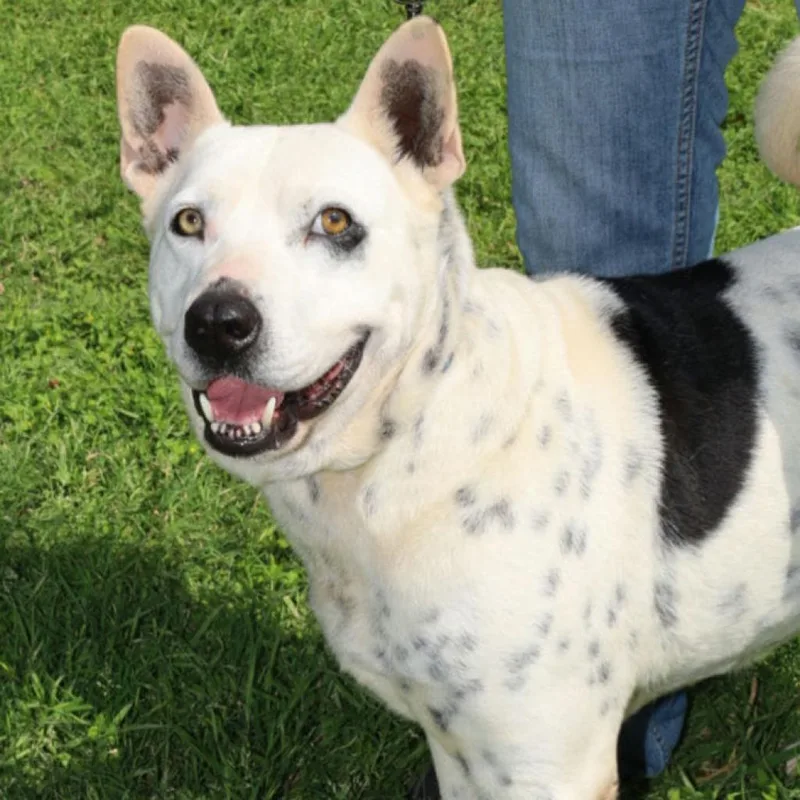 An adult large-sized male White / Cream American Staffordshire Terrier dog named Harley JuM for adoption in Austin, TX