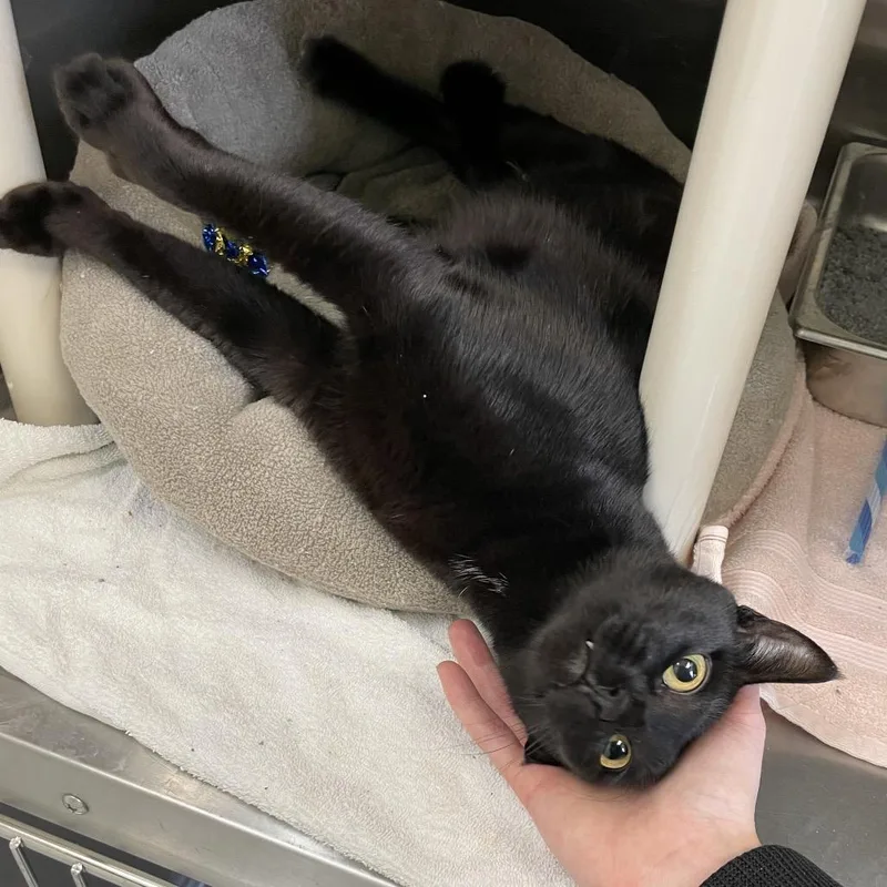A young medium-sized female Black Domestic Short Hair cat named Janis Joplin for adoption in Enfield, NH