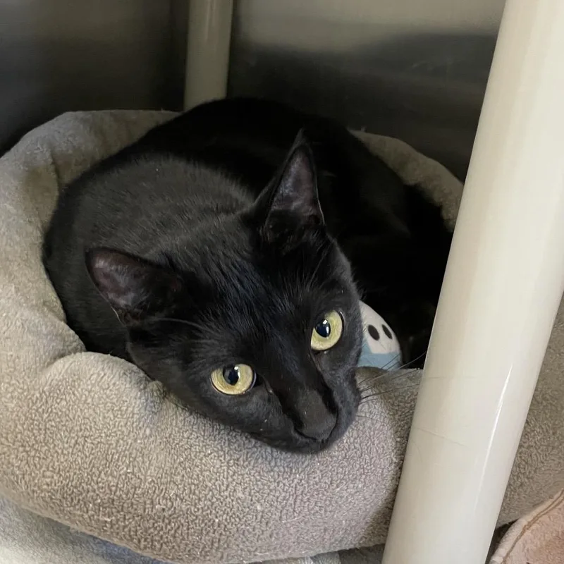 Janis Joplin thumbnail 2