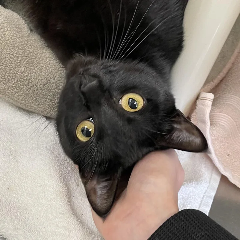 Janis Joplin thumbnail 3