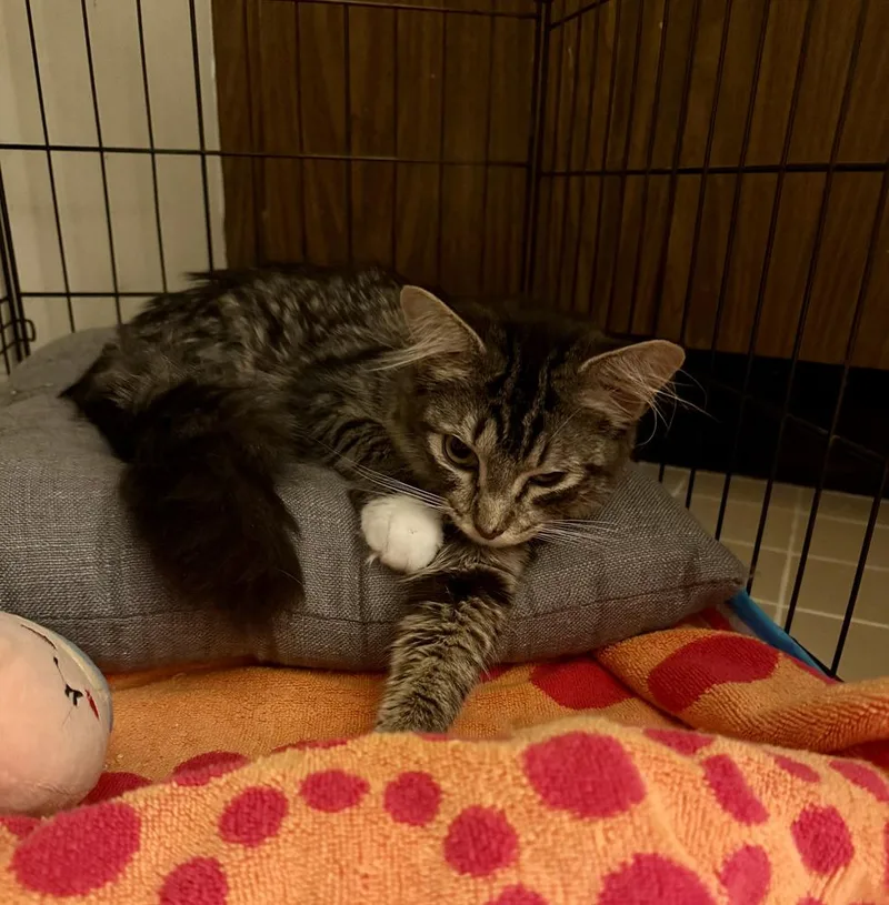 An adult medium-sized female Domestic Long Hair cat named Ivy Featured at the for adoption in catonsville , MD