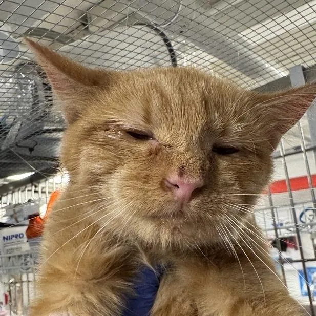 A young medium-sized female Orange / Red Domestic Short Hair cat named Fozzy for adoption in New York, NY