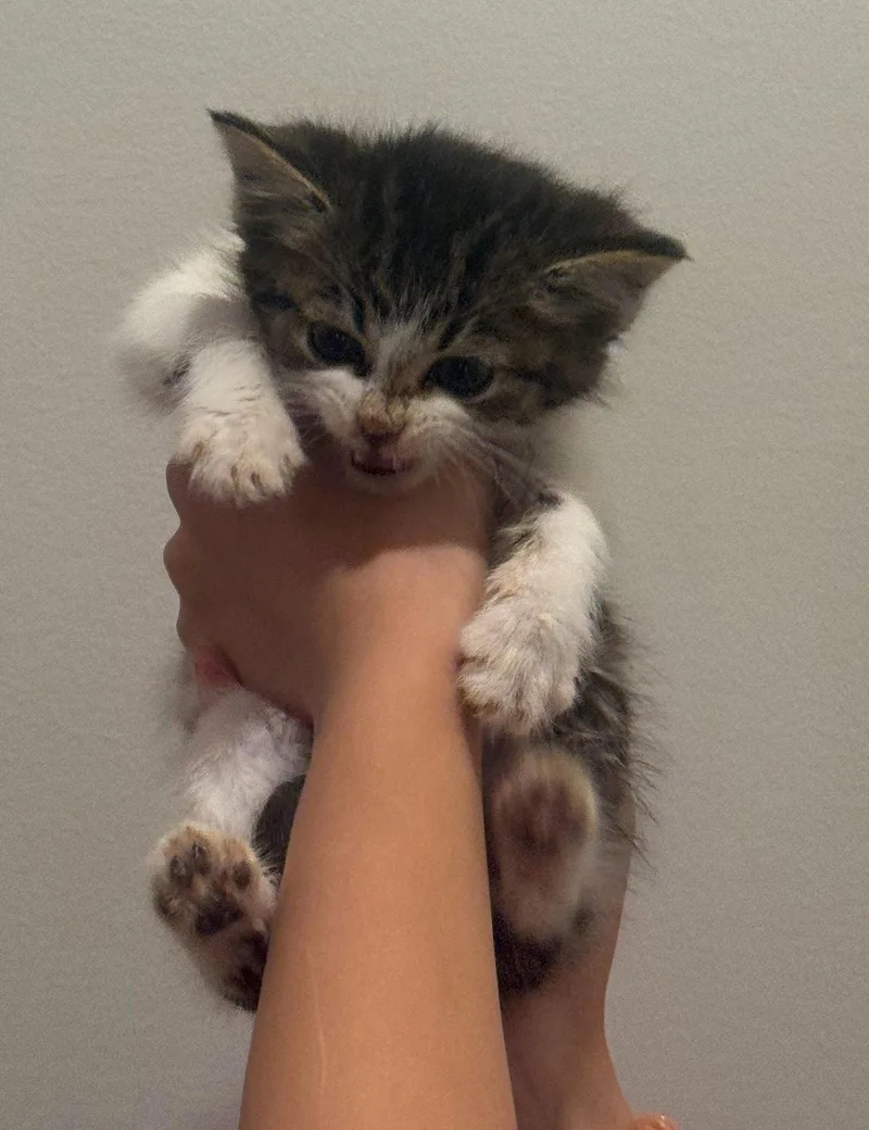 A baby medium-sized female Domestic Short Hair cat named Faith for adoption in Forest, VA