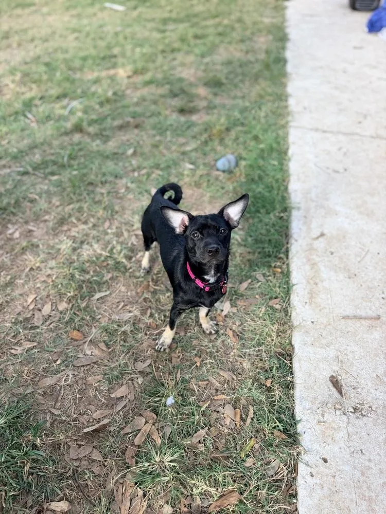 An adult small-sized male Brown / Chocolate Dachshund dog named Mighty for adoption in Richmond, TX