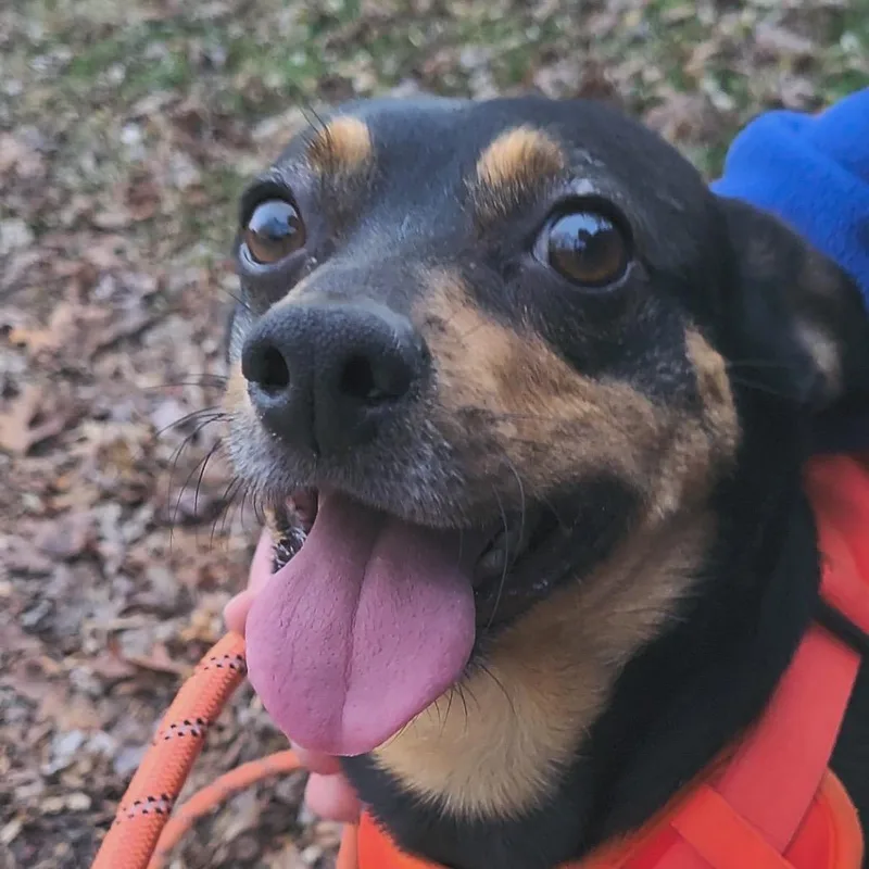 A senior medium-sized male Black Miniature Pinscher dog named Chevy for adoption in Rockville, MD
