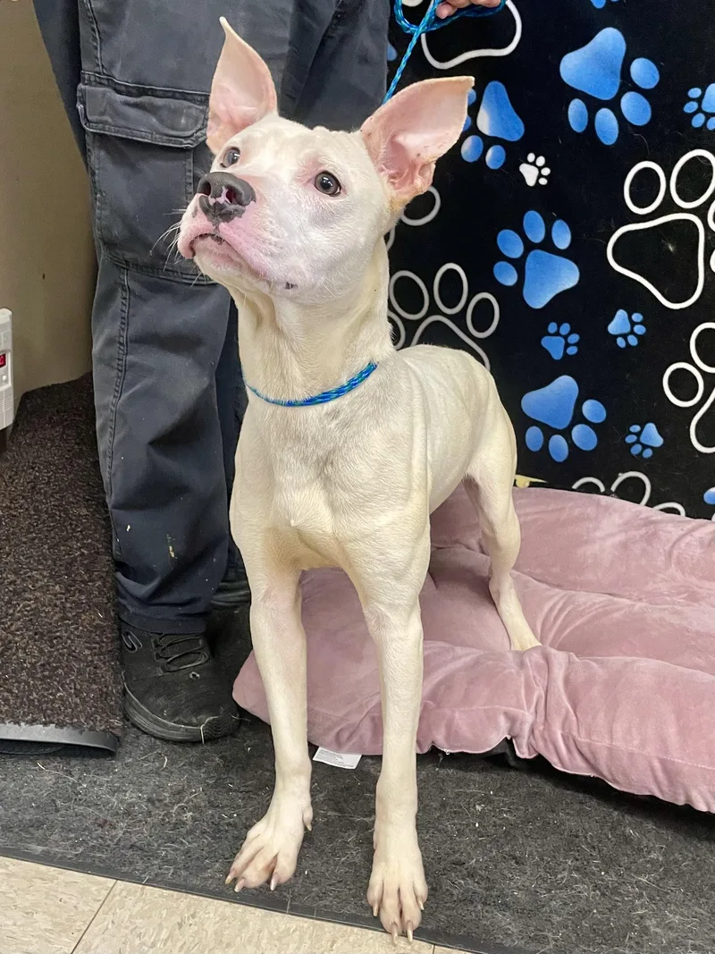 A young medium-sized male White / Cream Pit Bull Terrier dog named Levi for adoption in Washington Court House, OH