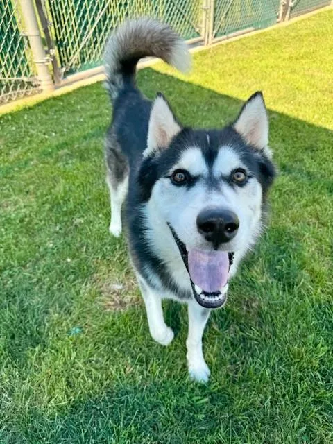 An adult large-sized male Husky dog named Rainier for adoption in Auburn, CA