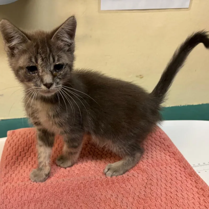 A baby small-sized male Gray / Blue / Silver Domestic Short Hair cat named Boogie for adoption in Pasadena, CA