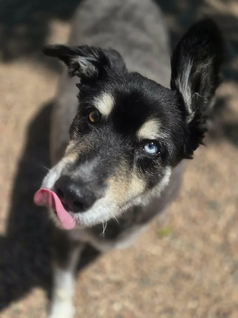 A senior medium-sized female Black Husky dog named Tundra for adoption in Canon City, CO