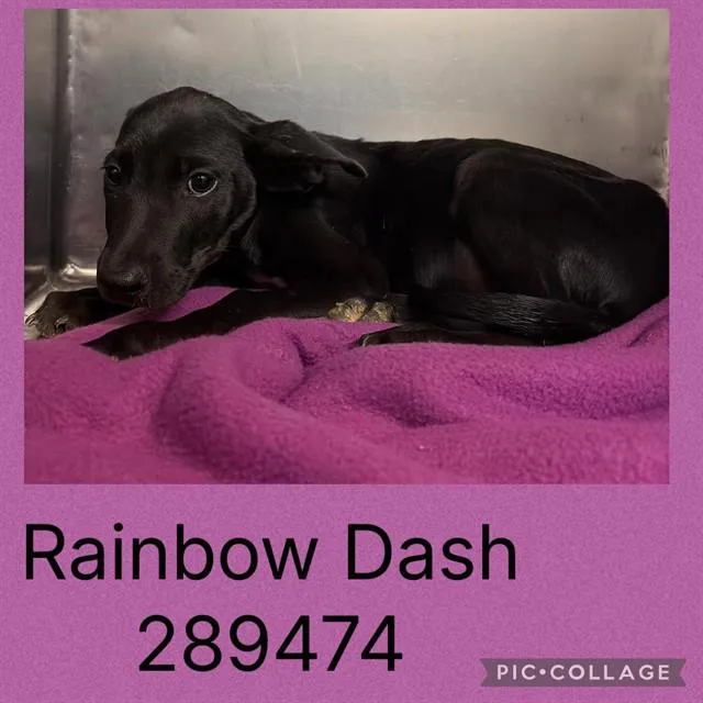 A baby small-sized female Mixed Breed dog named Rainbow Dash for adoption in Macon, GA