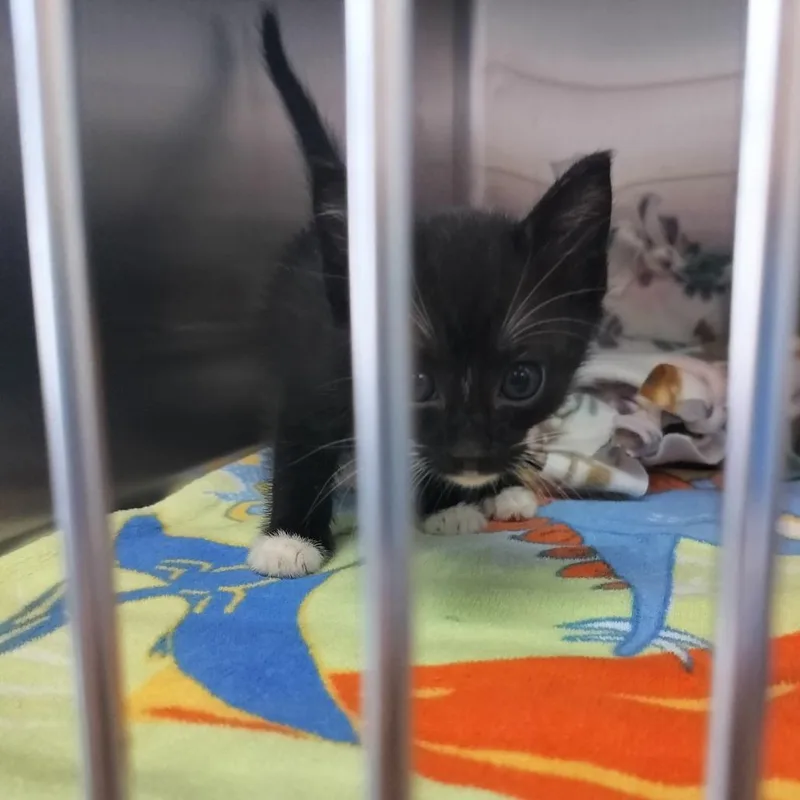 Nova