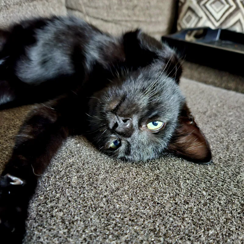 A baby medium-sized female Black Domestic Short Hair cat named Lucy for adoption in Watertown, WI