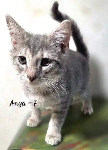 A baby small-sized female Domestic Short Hair cat named Anya for adoption in Lunenburg, MA