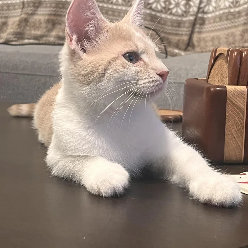 A baby small-sized male Buff & White Domestic Short Hair cat named Stilton for adoption in Lewis Center, OH
