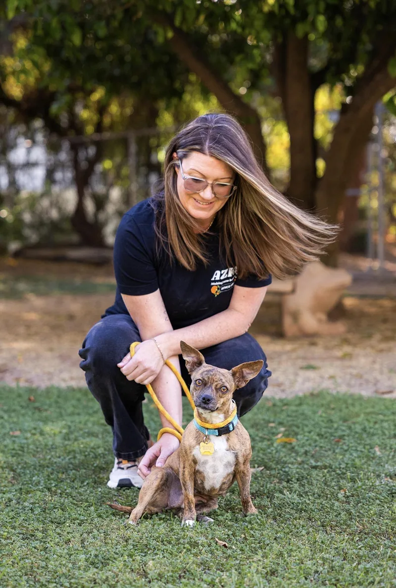 An adult small-sized female Chihuahua dog named Tina for adoption in Peoria, AZ