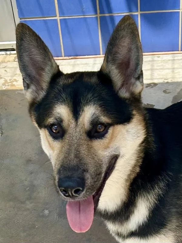 Broccoli thumbnail 2