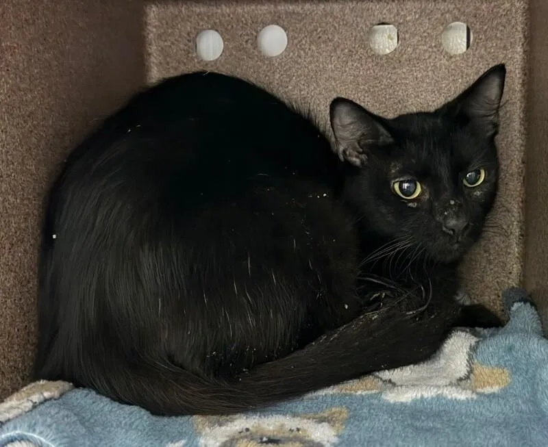 An adult medium-sized female Domestic Medium Hair cat named Pixy Stix for adoption in Katy, TX